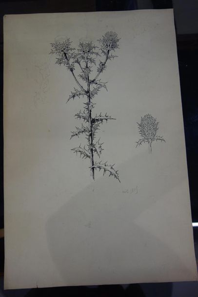 null 4 dessins sur grandes feuilles représentant des végétaux, daté Mai 1905