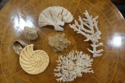 null Collection de divers coraux. On joint une rose des sables et une ammonite. ...