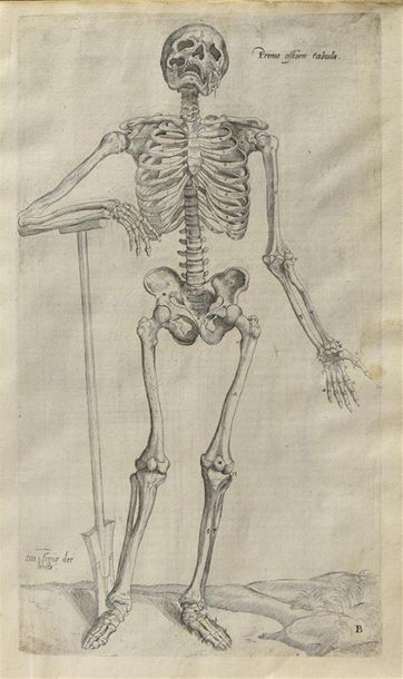 null VÉSALE (André). ANATOMIA, viri in hoc genere princip Andreæ Vesalii Bruxellensis....