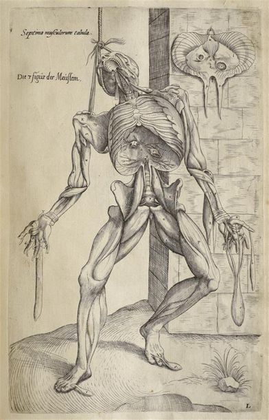 null VÉSALE (André). ANATOMIA, viri in hoc genere princip Andreæ Vesalii Bruxellensis....