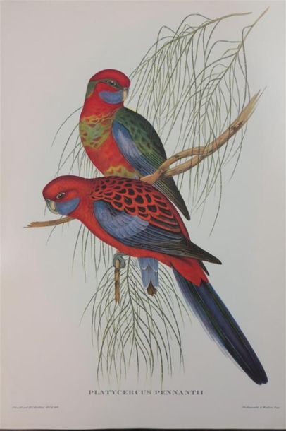 null Ensemble de 8 reproductions représentant des oiseaux exotiques 