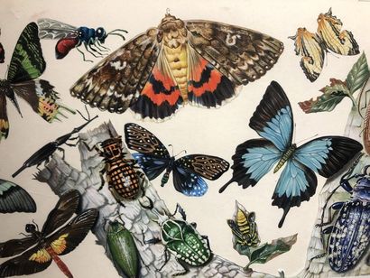 Raymond BRET-KOCH (1902-1996) Insectes Huile sur papier 33.5 x 56.5cm.