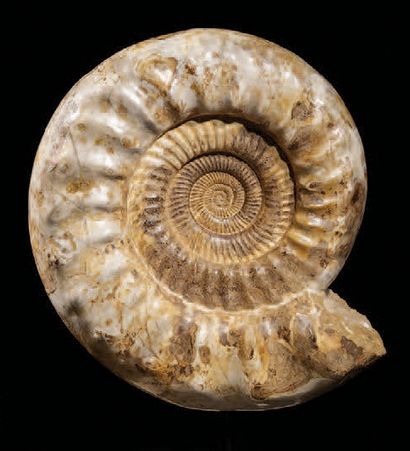 Ammonite géante Madagascar H. 40 cm - L....