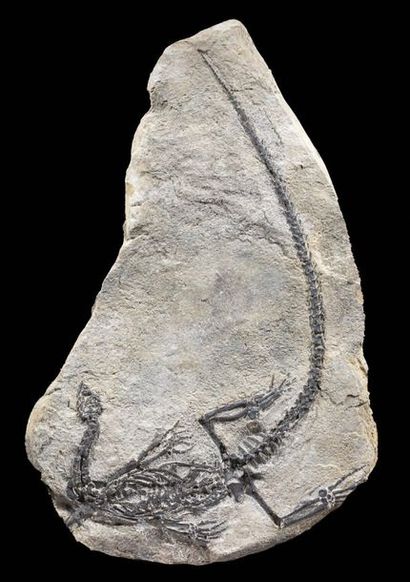 null Plaque de reptile marin fossile
Claudiosaurus germaini
Permien supérieur (259...
