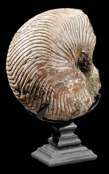 null Fossile de nautilus
Cymatoceras sp.
Albien, Crétacé Inférieur (113-100 MA)
Province...