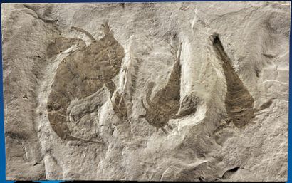 null Plaque de fossile de trois scorpions de mer
Eurypterus remipes
Silurien supérieur...
