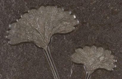 null Plaque fossile de crinoïdes Seirocrinus subangularis
Formation de Posidonia...