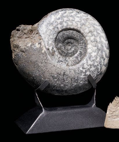 null Ammonite
Barrémien, Crétacé inférieur (117 à 113 MA)
Alpes de Haute Provence,...