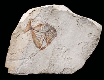 null Iconique poisson ange fossilisé
Mene rhombea
Lutécien, Eocène moyen (48 à 41...