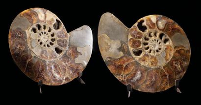null Ammonite coupée en deux
Cleoniceras besairiei
Albien, Crétacé Inférieur (113...