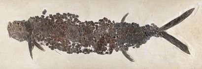 null Plaque de poisson fossile
Gillicus
Santonien-Campanien, Crétacé supérieur (86...