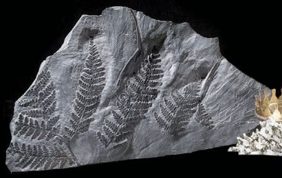 null Plaque de fougère fossile
Neuropteris sp.
Carbonifère (318 à 300 MA)
Piesberg,...