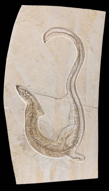 null Plaque d'un reptile marin fossile
Pleurosaurus
Titonien, Jurassique (150 à 145...