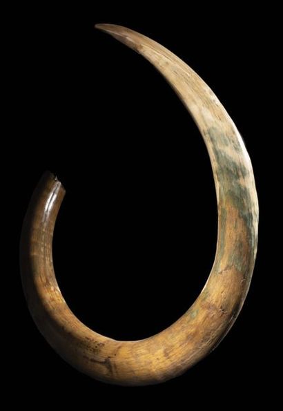 null * Défense de mammouth
Mammuthus primigenius
Pléistocène (200000 à 5000 ans)
Sibérie...