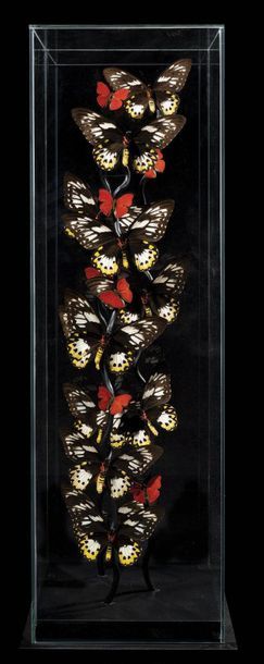 null Envolée de papillons dans une cage de verre
Nouvelle-Guinée et Afrique
H. 105...