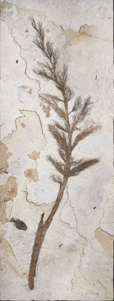 null Rarissime plaque de fleur de palmier
Sabalites sp.
Éocène (53,5 à 48,5 MA)
Formation...