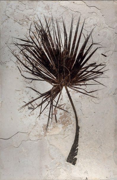 null Exceptionnel fossile de feuille de palmier
Sabalites sp.
Éocène (53,5-48,5 millions...