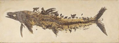 null Plaque de poisson fossile
Cimolichthys sp.
Santonien-Campanien, Crétacé supérieur...