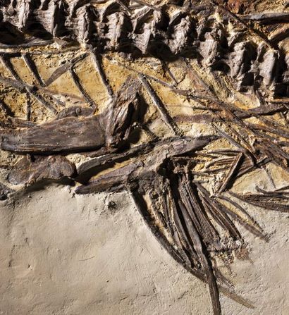 null Plaque de poisson fossile
Cimolichthys sp.
Santonien-Campanien, Crétacé supérieur...