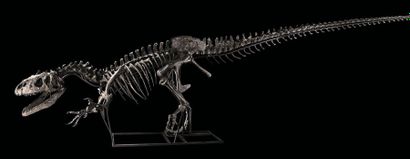  Allosaurus sp. Jurassique Supérieur (150,8 à 145,5 MA) Formation Morrison, Wyoming,...