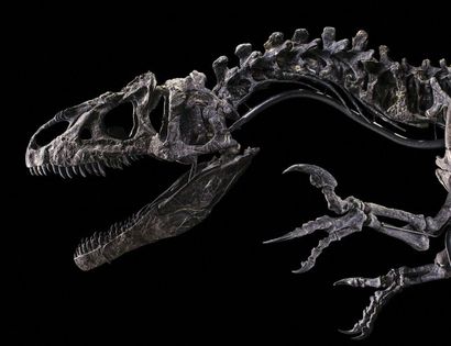 Allosaurus Allosaurus sp.
Jurassique Supérieur (150,8 à 145,5 MA)
Formation Morrison,...