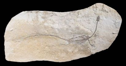 null Plaque de reptile aquatique fossile
Hyphalosaurus sp.
Aptien, Crétacé inférieur...