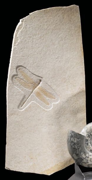 null Fossile de libellule
Cymatophlebia longilata
Jurassique (150 MA)
Solnhofen,...