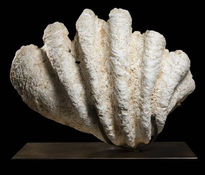 null Bénitier fossile
H. 61 cm - L. 82 cm - P. 27 cm
Poids : 49 kg
Coquille fossile...