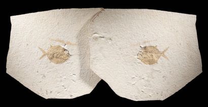 null Fossile de poisson lune (empreinte et contre-empreinte)
Gyrodus hexagonus
Titonien,...