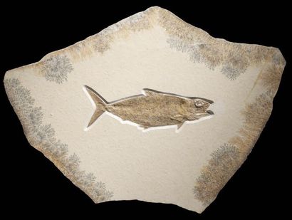 null Plaque de poisson fossile
Pholidophorus sp.
Titonien, Jurassique (150 à 145...