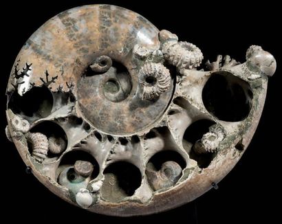 null Ammonite
Puzosia sp.
Crétacé Inférieur, Albien (113-100 MA)
Province de Mahajanga,...