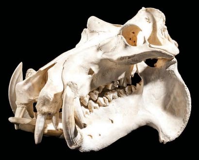 null Crâne d'hippopotame
Hippopotamus amphibius
Afrique du Sud
H. 46 cm - L. 42 cm...