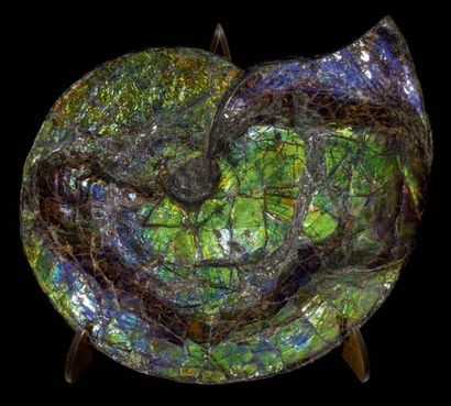 null Très rare ammonite aux reflets verts - Placenticeras sp.
Alberta, Canada Formation...