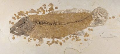 null Plaque de poisson fossile Amia de taille exceptionnelle
Amia sp.
Éocène (53,5...