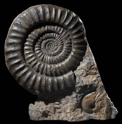 Bloc d'ammonite et nautile fossile Coroniceras...