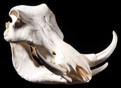 Crâne de phacochère Phacochoerus africanus...
