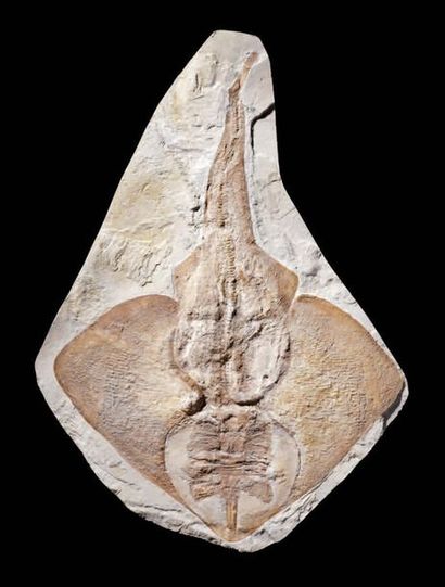 Fossile de raie Rhinobatidae Cénomanien,...
