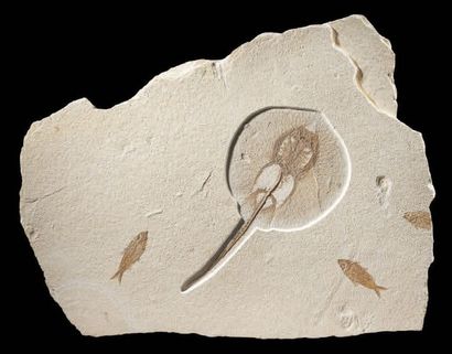 Plaque fossile de raie et petits poissons...