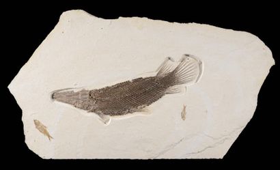 Plaque de poisson fossile Lepisosteus Paléogène,...