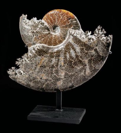 null Découpe d'ammonite
Cleoniceras Besairiei
Province de Mahajanga, Nord-Ouest de...