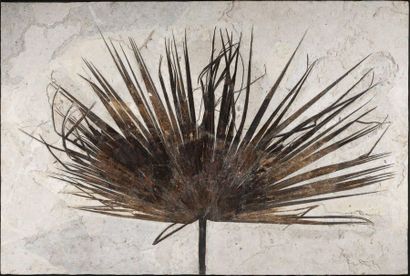 null Fossile de feuille de palmier
Sabalites sp.
Paléogène, Éocène (53,5 à 48,5 MA)
Formation...