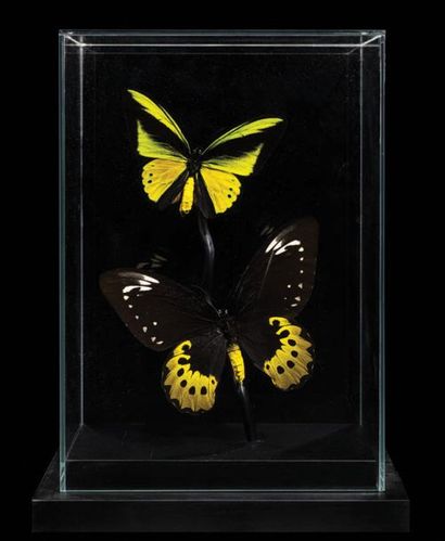 null Cage de verre avec un couple de papillons géants
Ornithoptera Goliath
Nouvelle-Guinée
H....