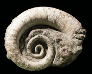 null Bloc avec ammonite déroulée
Ephamulina arcuata
Albien, Crétacé Inférieur (113...