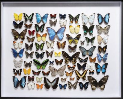 null Présentation encadrée d'un panache de papillons du monde
Ornithoptera
H. 100...
