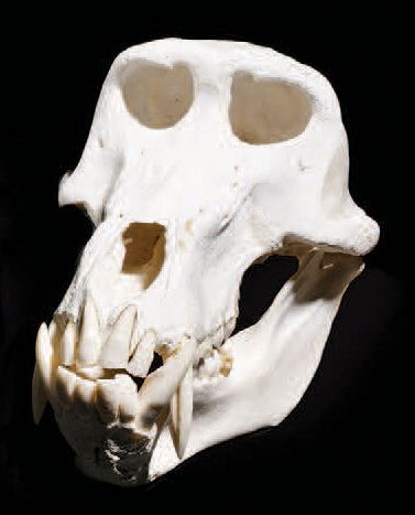 null Crâne de babouin
Afrique du Sud l. 23,5 cm - L. 13 cm
BABOUIN'S SKULL
South...