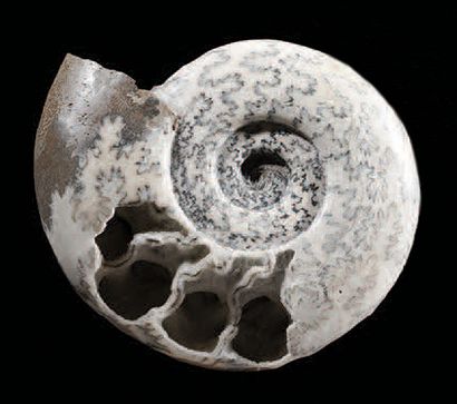 null Ammonite
Barrémien, Crétacé inférieur (117 à 113 MA)
Alpes de Haute Provence,...