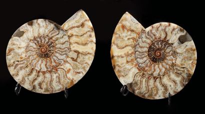 null Ammonite coupée en deux
Cleoniceras besairiei
Albien, Crétacé Inférieur (113...