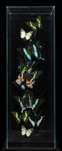 null Envolée de papillons verts dans une cage de verre
Madagascar, Indonésie, Nouvelle...
