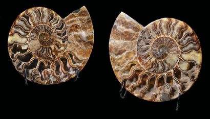 null Ammonite coupée en deux
Cleoniceras Besairiei
Albien, Crétacé Inférieur (113...
