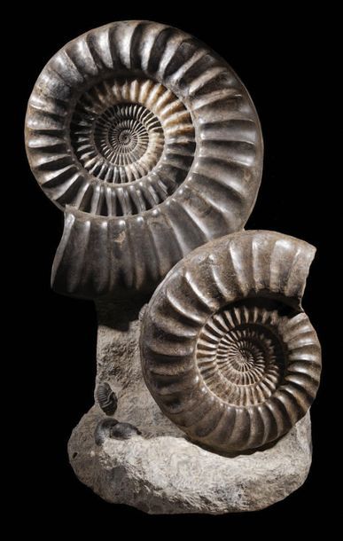 null Important groupe d'ammonites françaises
Arietites
Jurassique (150 MA)
Dijon,...